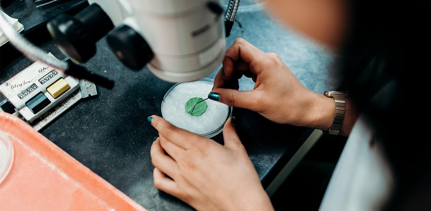 student examining leaf under scope