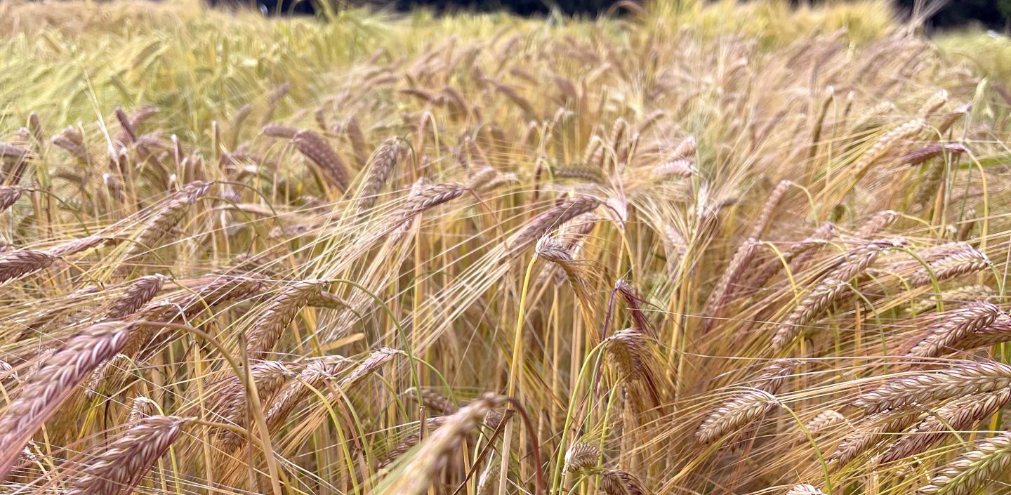 Purple pigmented barley trial