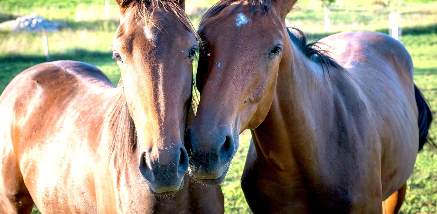 two horses stand together in a field