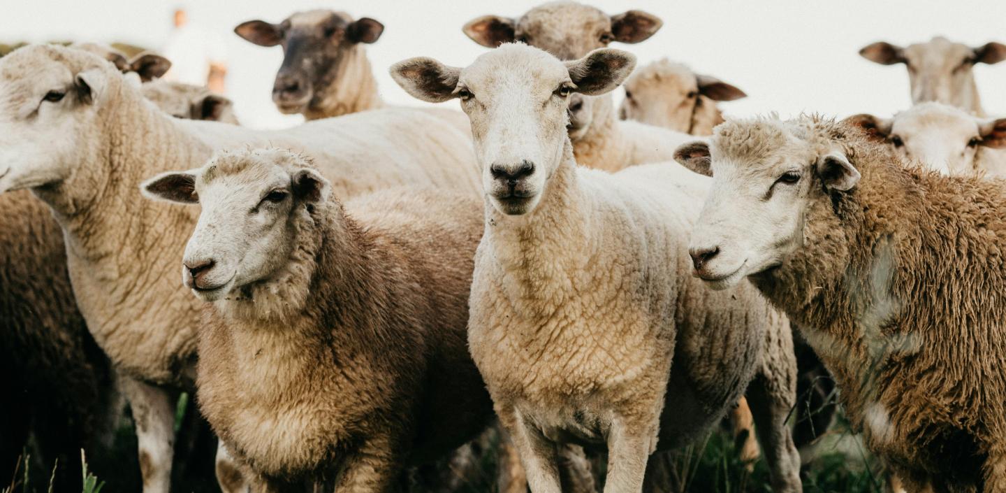 sheep stand in a flock looking into camera