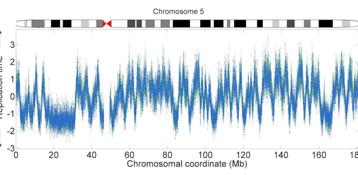 a graph showing replication rates on the y axis and locations on chromosome 5 on the x axis