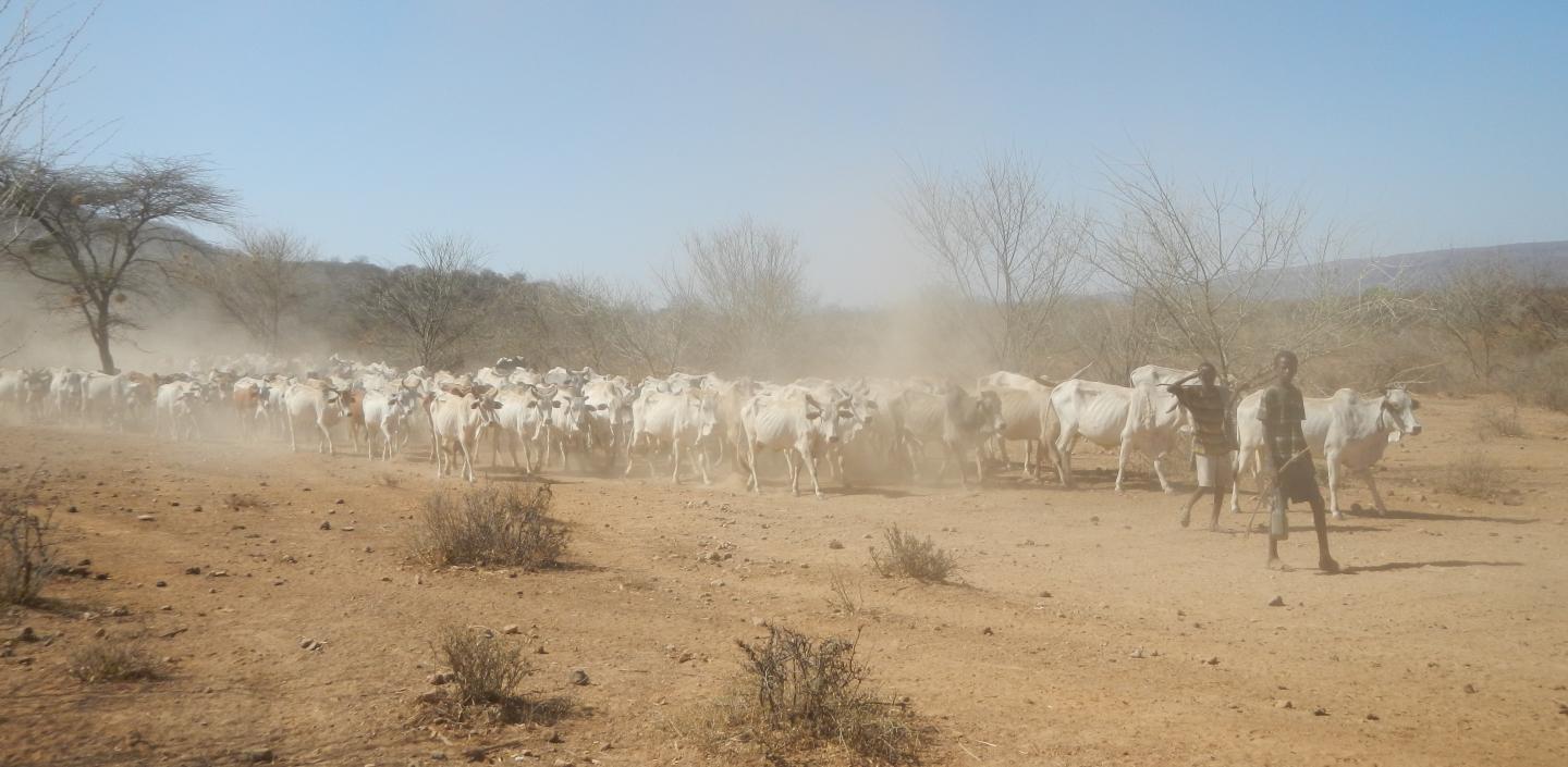 Landscape of Kenyan Drylands
