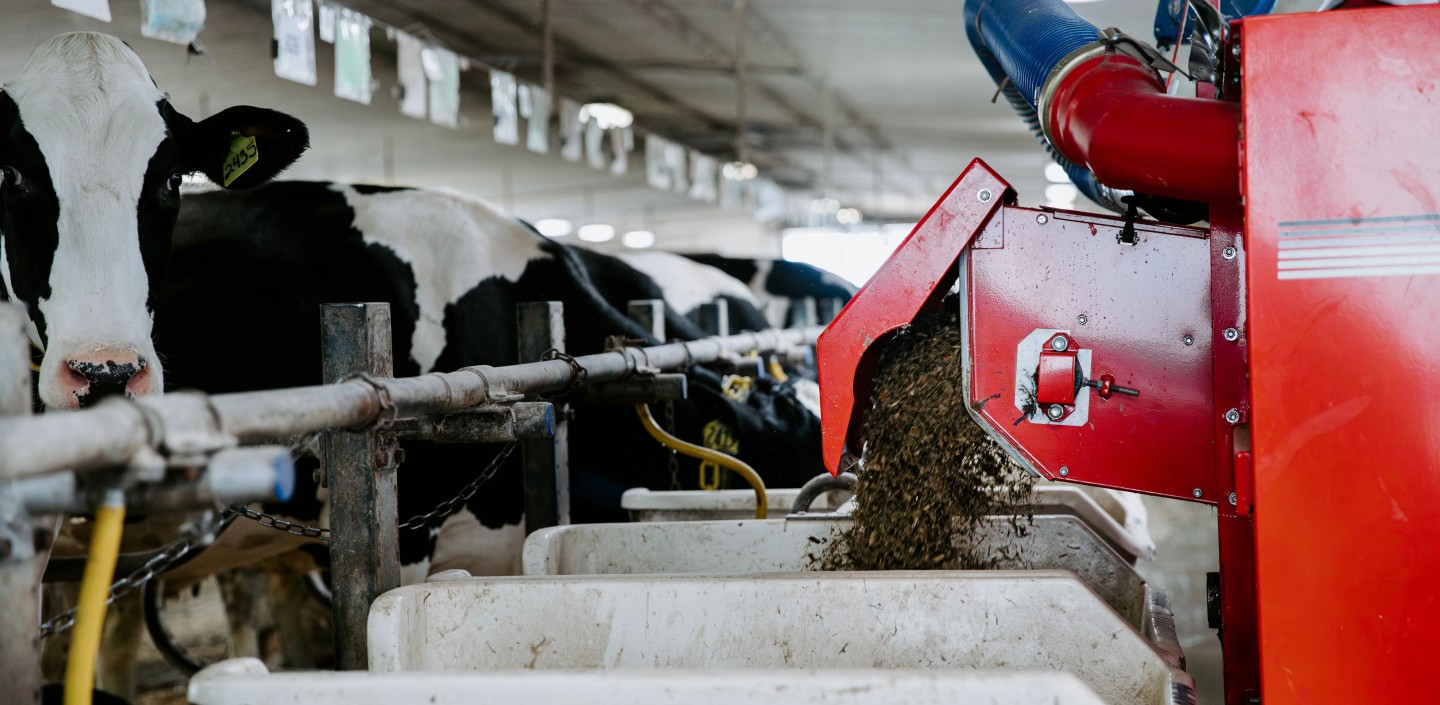 feed pours into a trough while a cow stands in the background