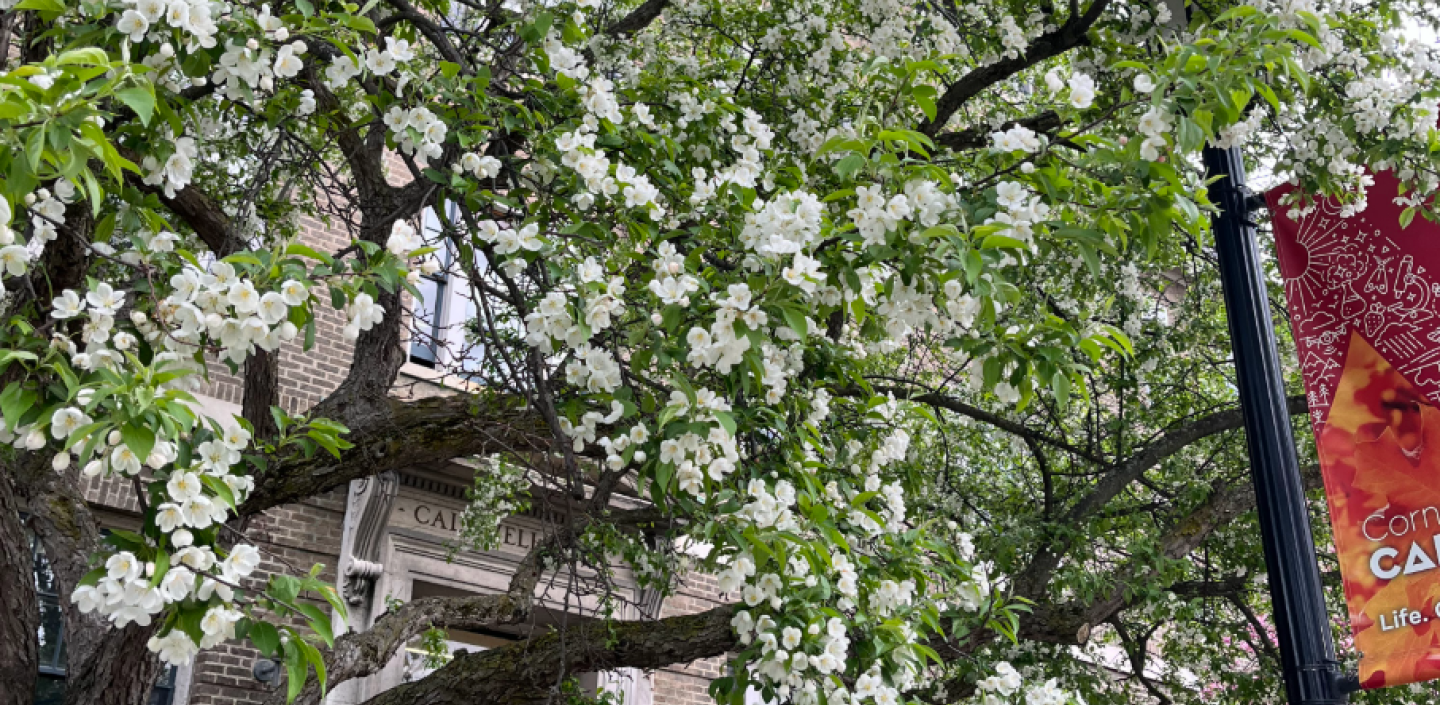The entrance of Caldwell Hall behind a tree with white flowers.