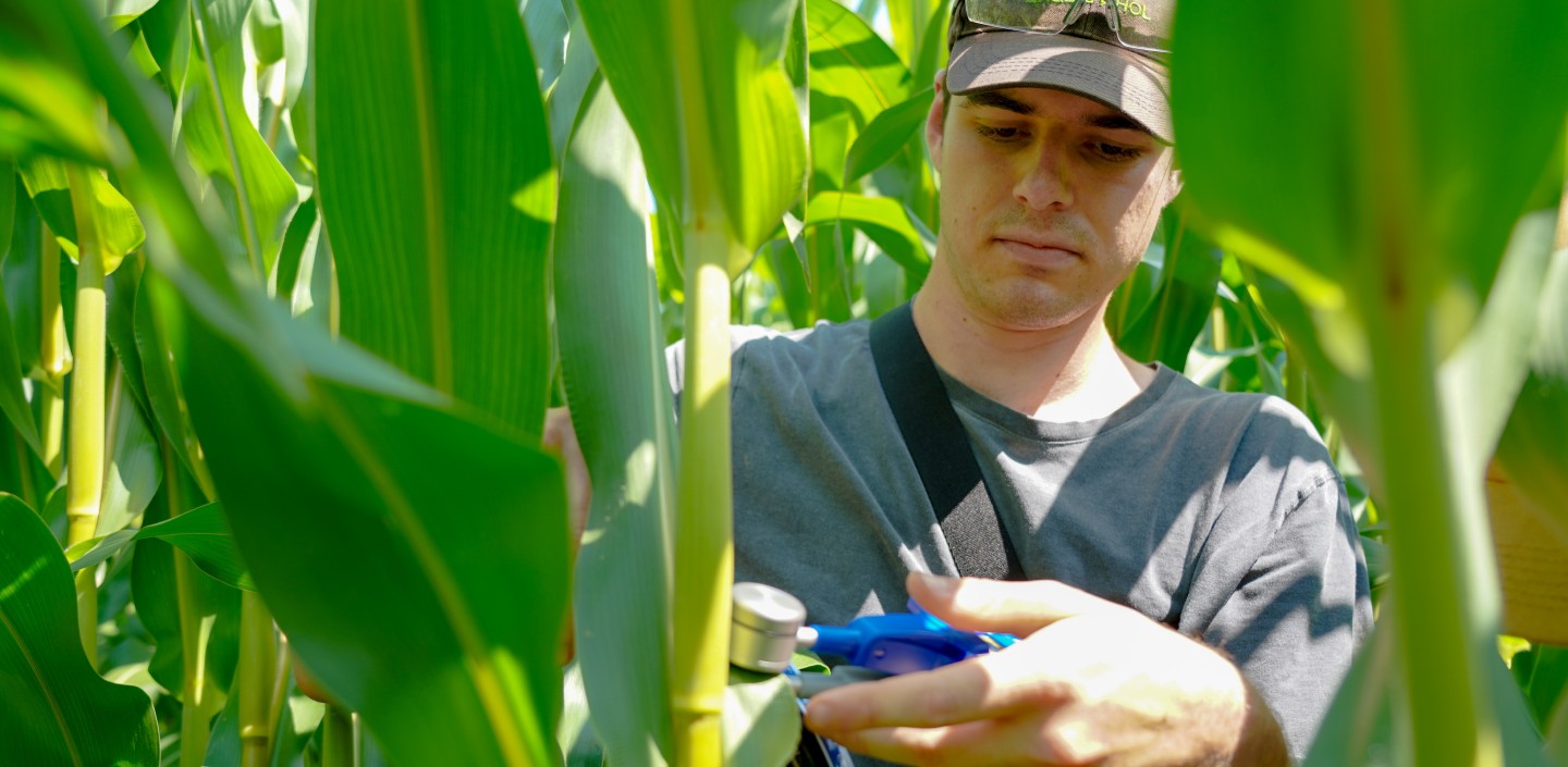 a man stands in a corn field, holding a meter up to a corn leaf