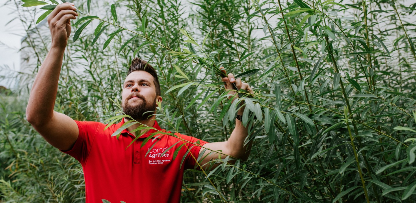 A student examines shrub willow.