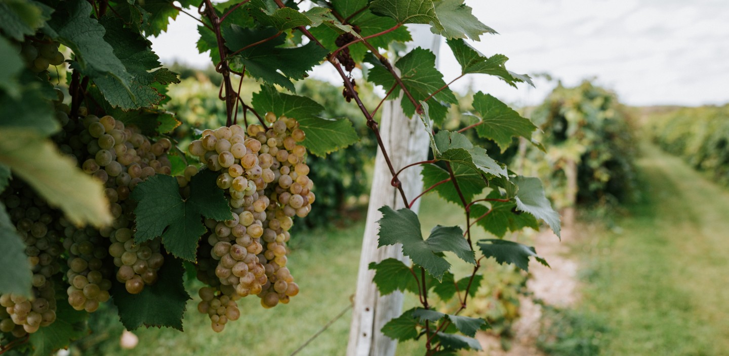 Grapes in a research vineyard.