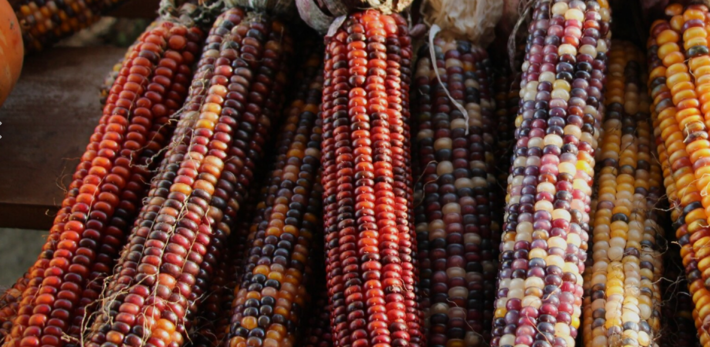 Corn ears laid out on a table.