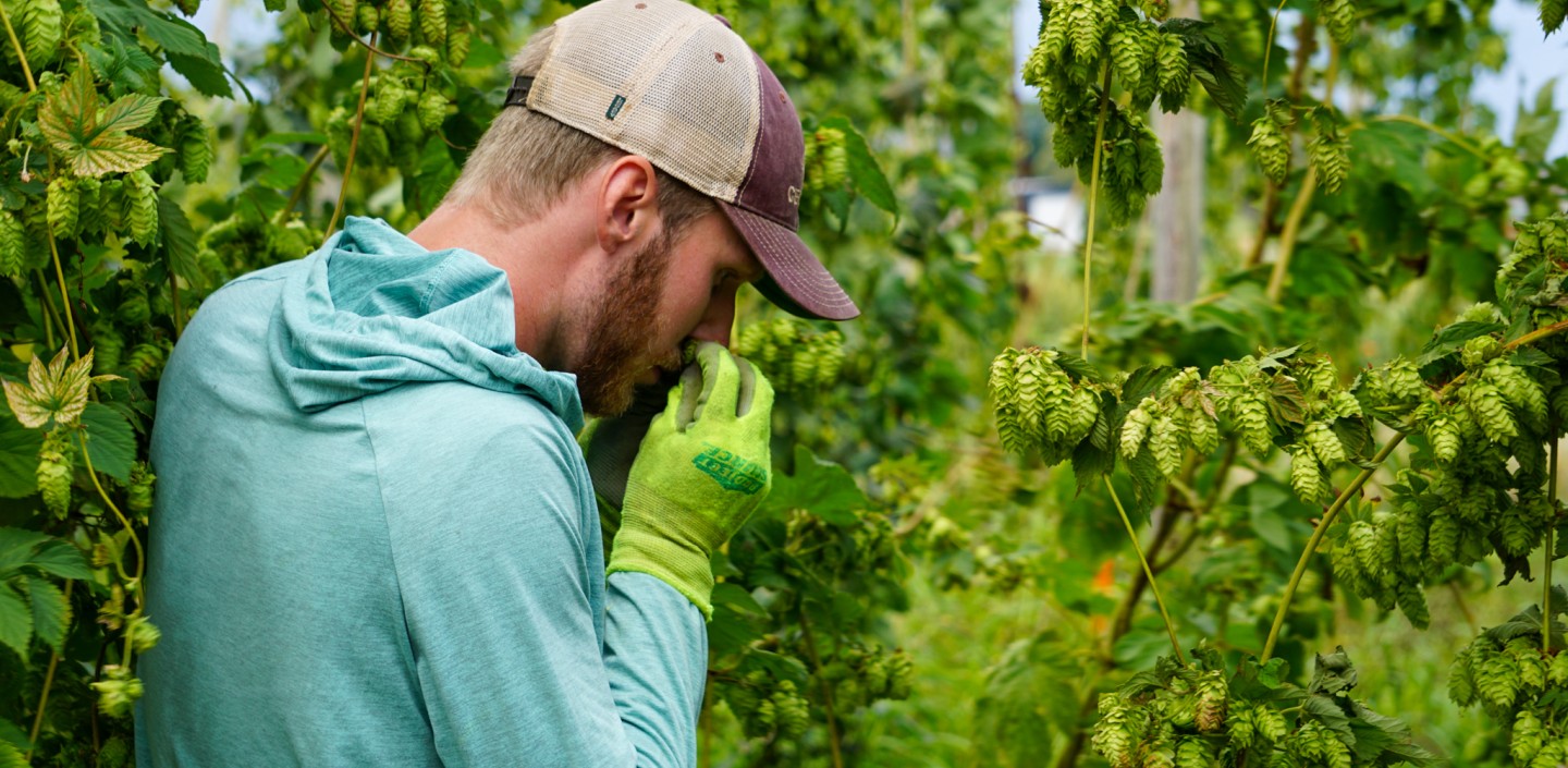 Students smells a hop variety.
