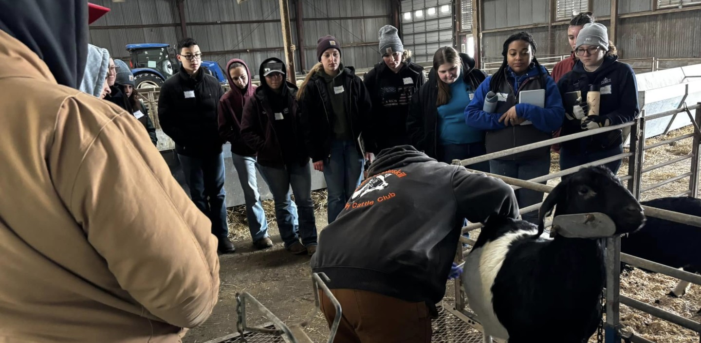 Livestock ambassadors grooming sheep