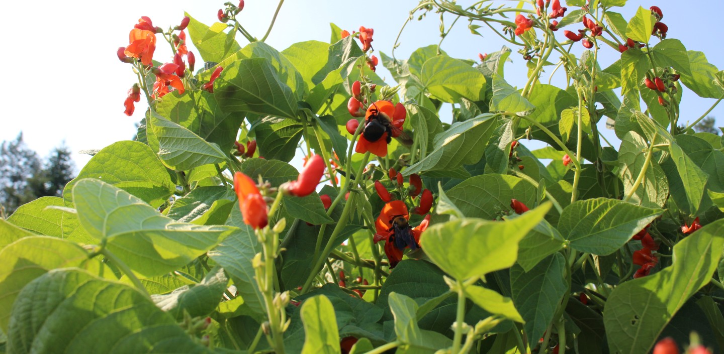 Flowers in a garden.