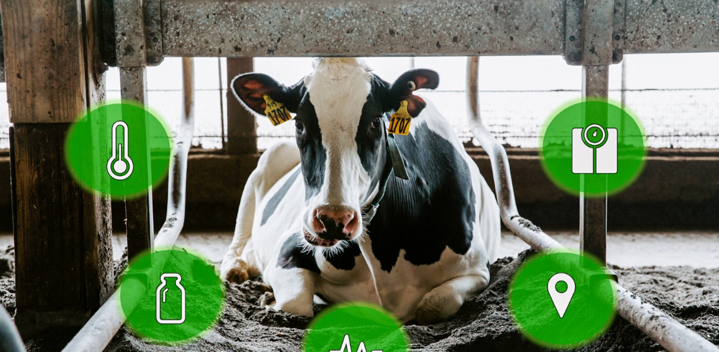 a cow lies in the barn surrounded by data icons