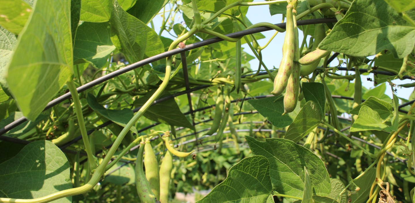 Growing beans in a garden