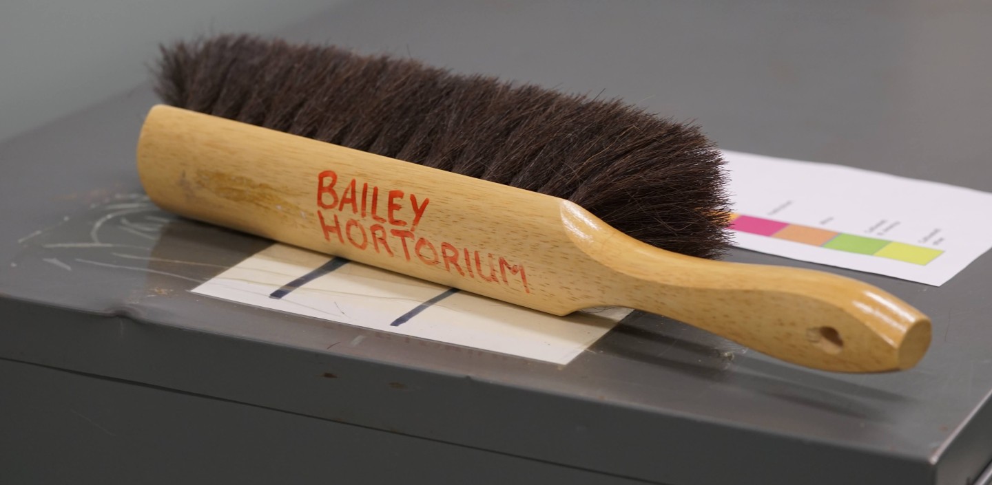 Bailey Herbarium Brush