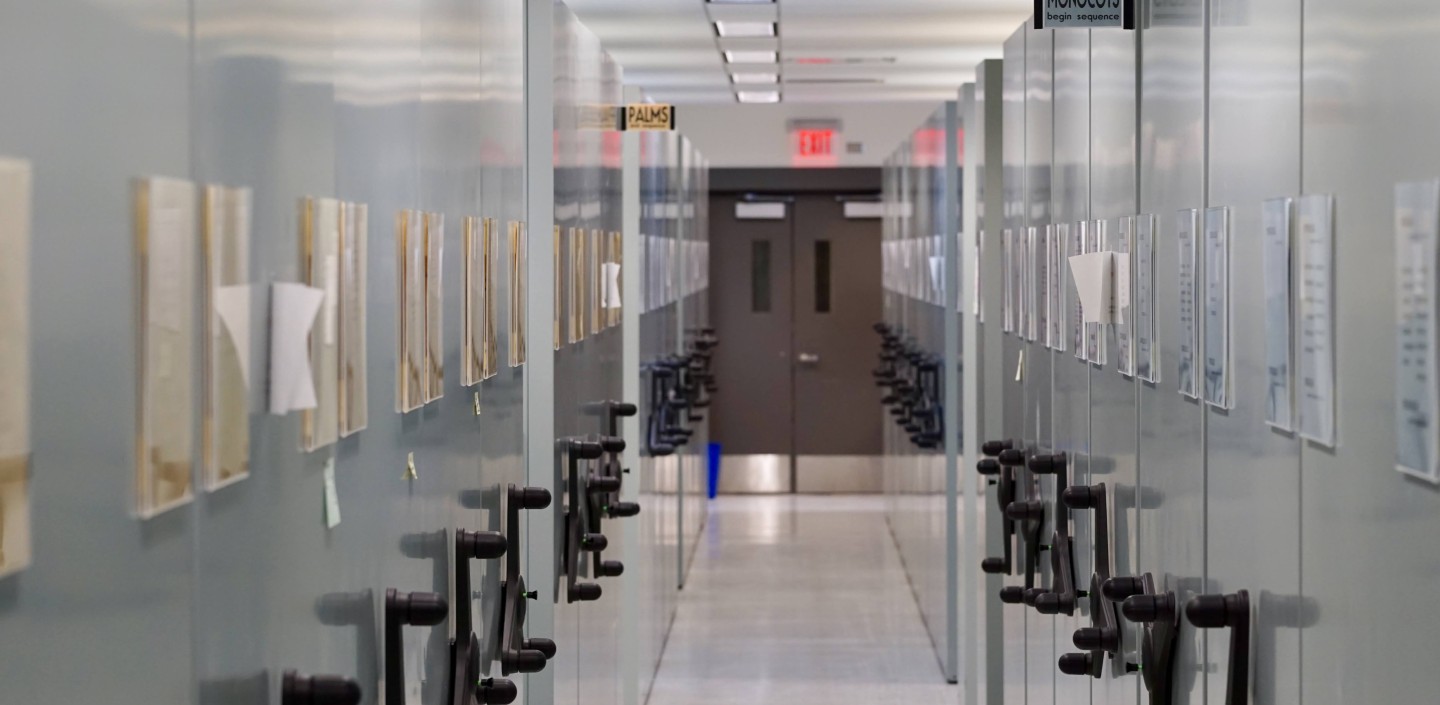 BH Herbarium Cabinets Horizontal