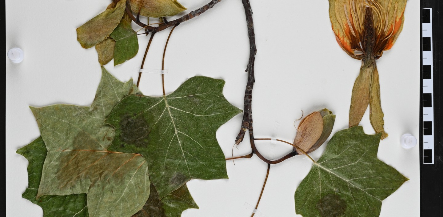 herbarium voucher specimen of a maple