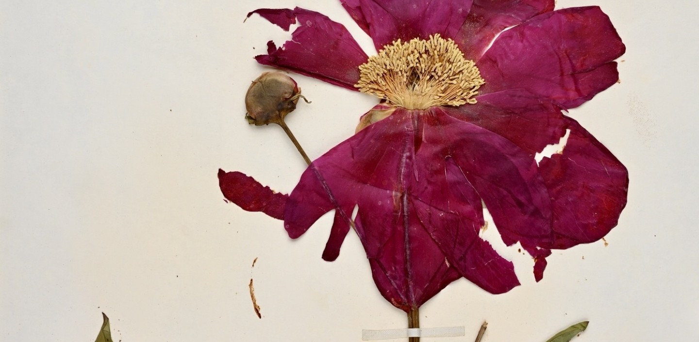 dried vibrant flower