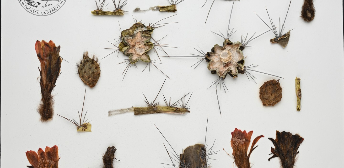 pressed and dried mounted cactus specimen