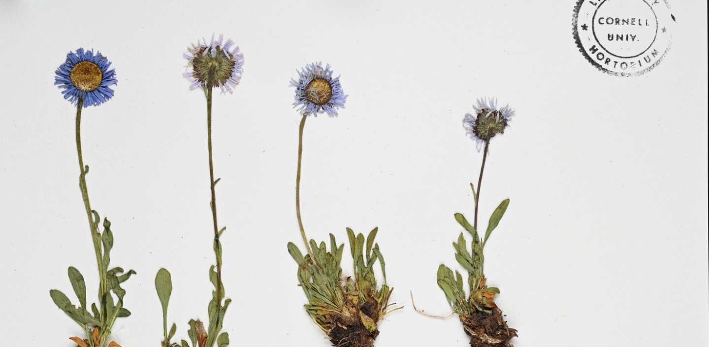 dried flower specimen