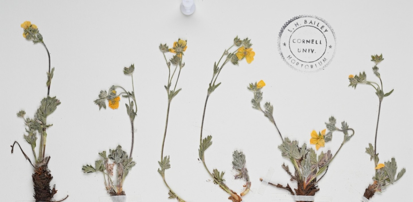 dried yellow flower specimen
