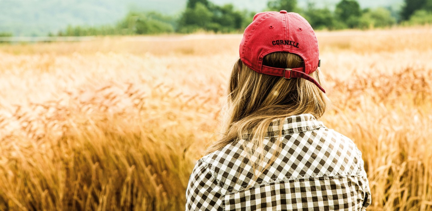small grains, cornell cap
