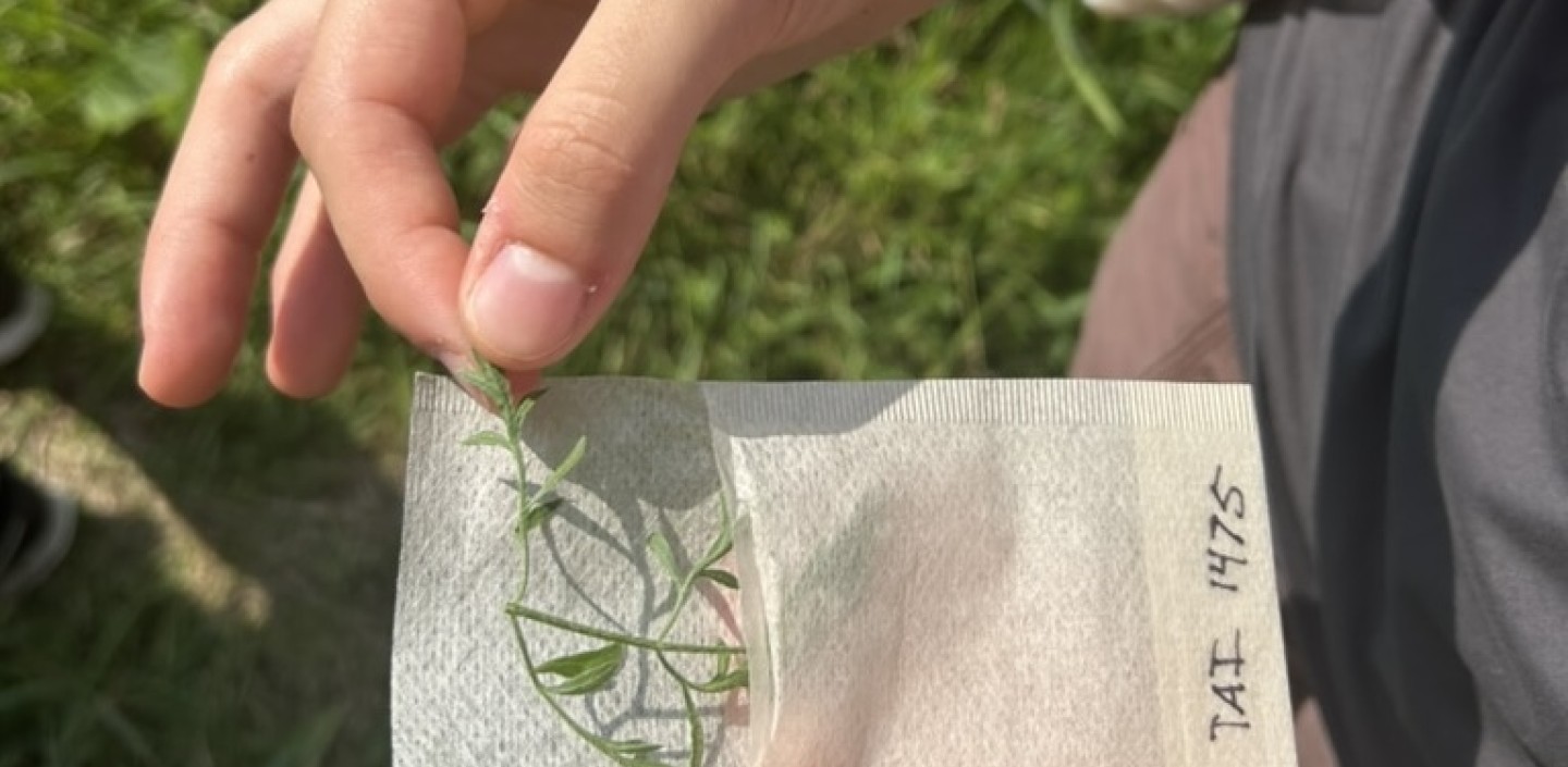 hands putting plant leaf tissue in silica packet