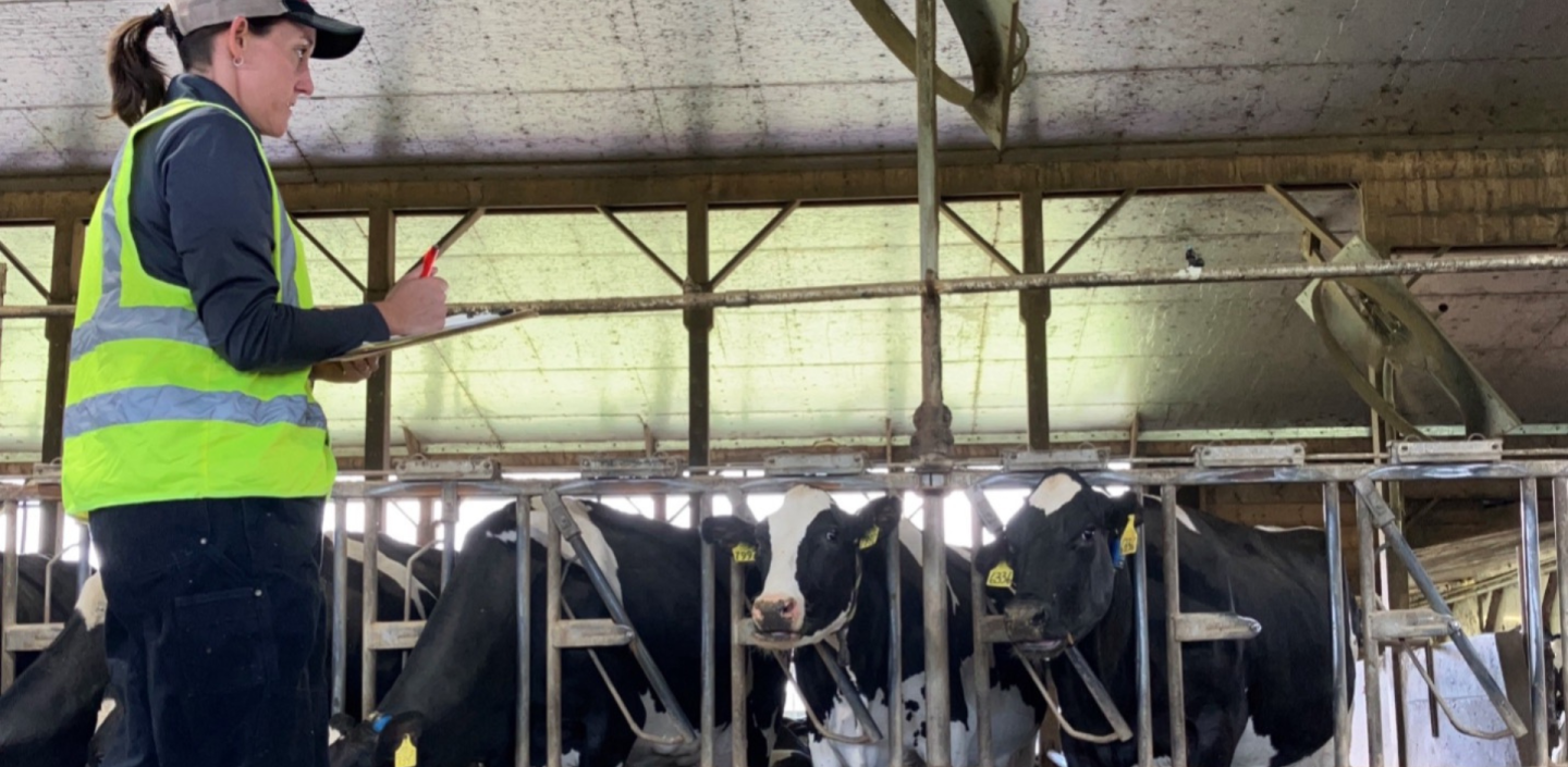 person holding a clipboard in a freestall barn with cows