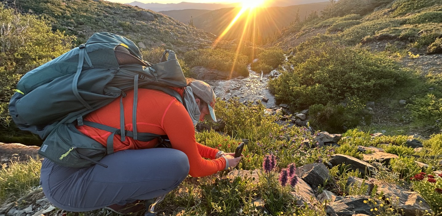 person crouching over a plant during alpine sunrise