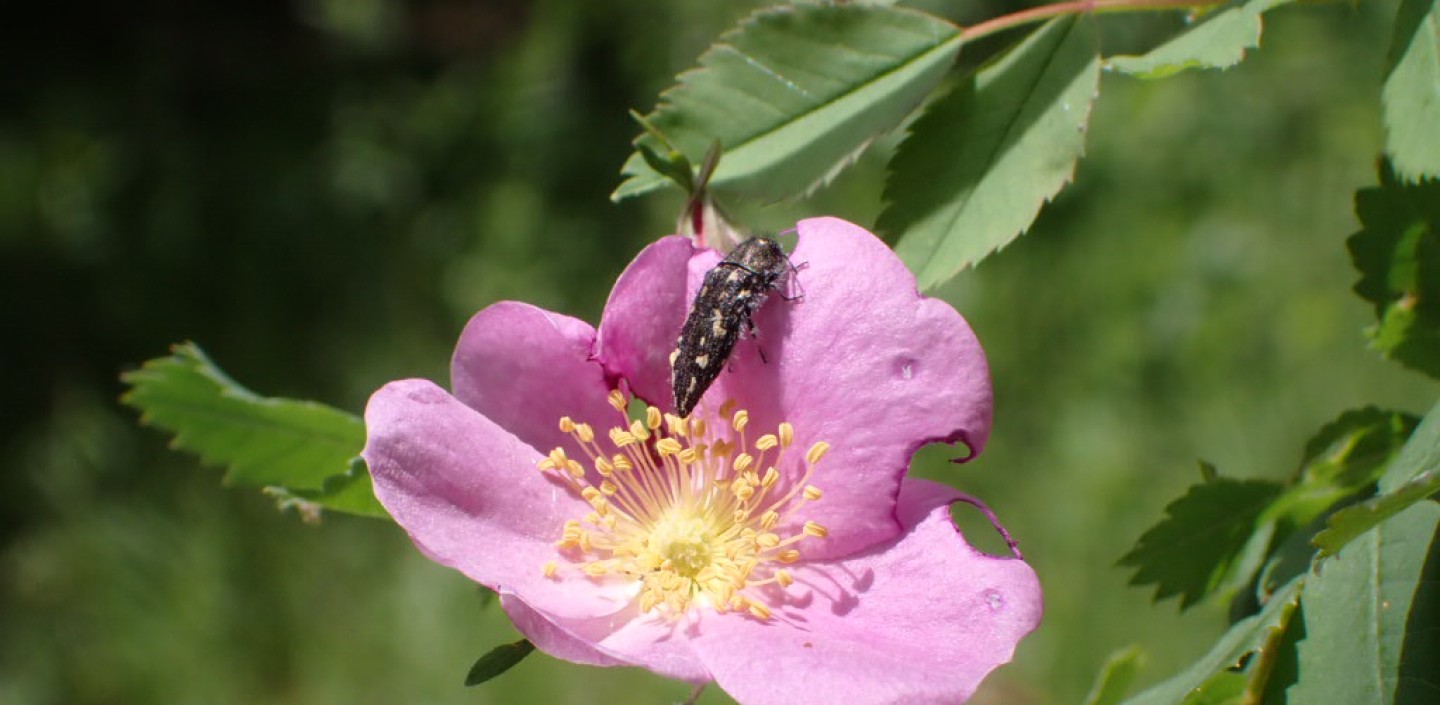 rose with insect