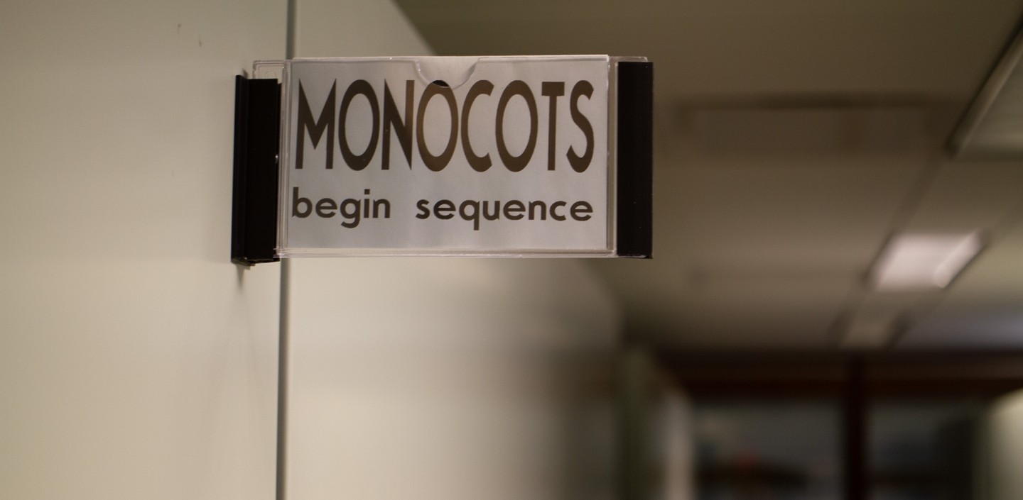 monocot sign herbarium horitzontal