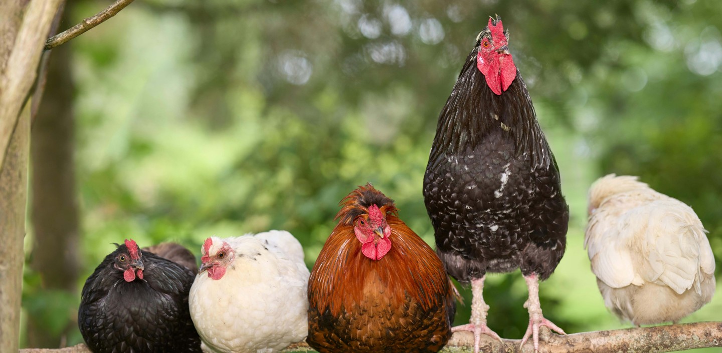 five chickens sit on a row on a tree branch