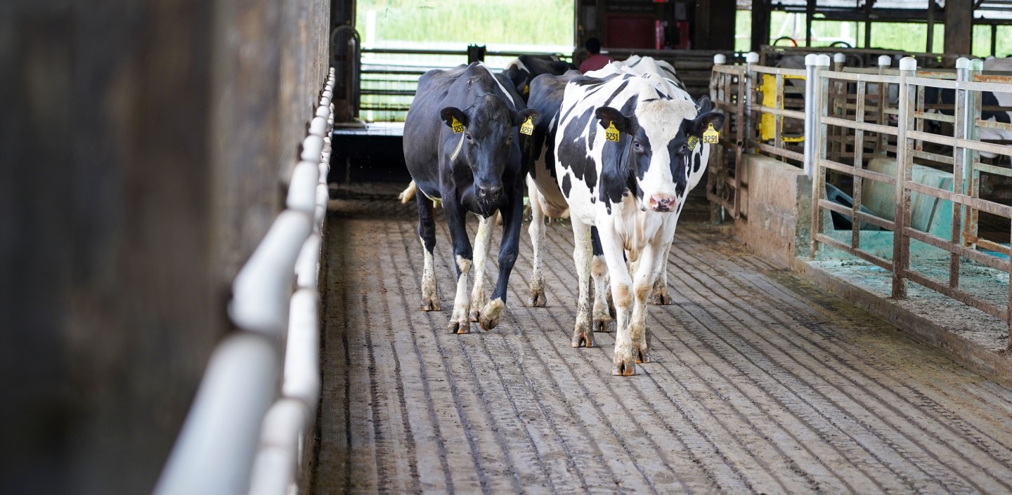 two cows walk toward the camera in a barn