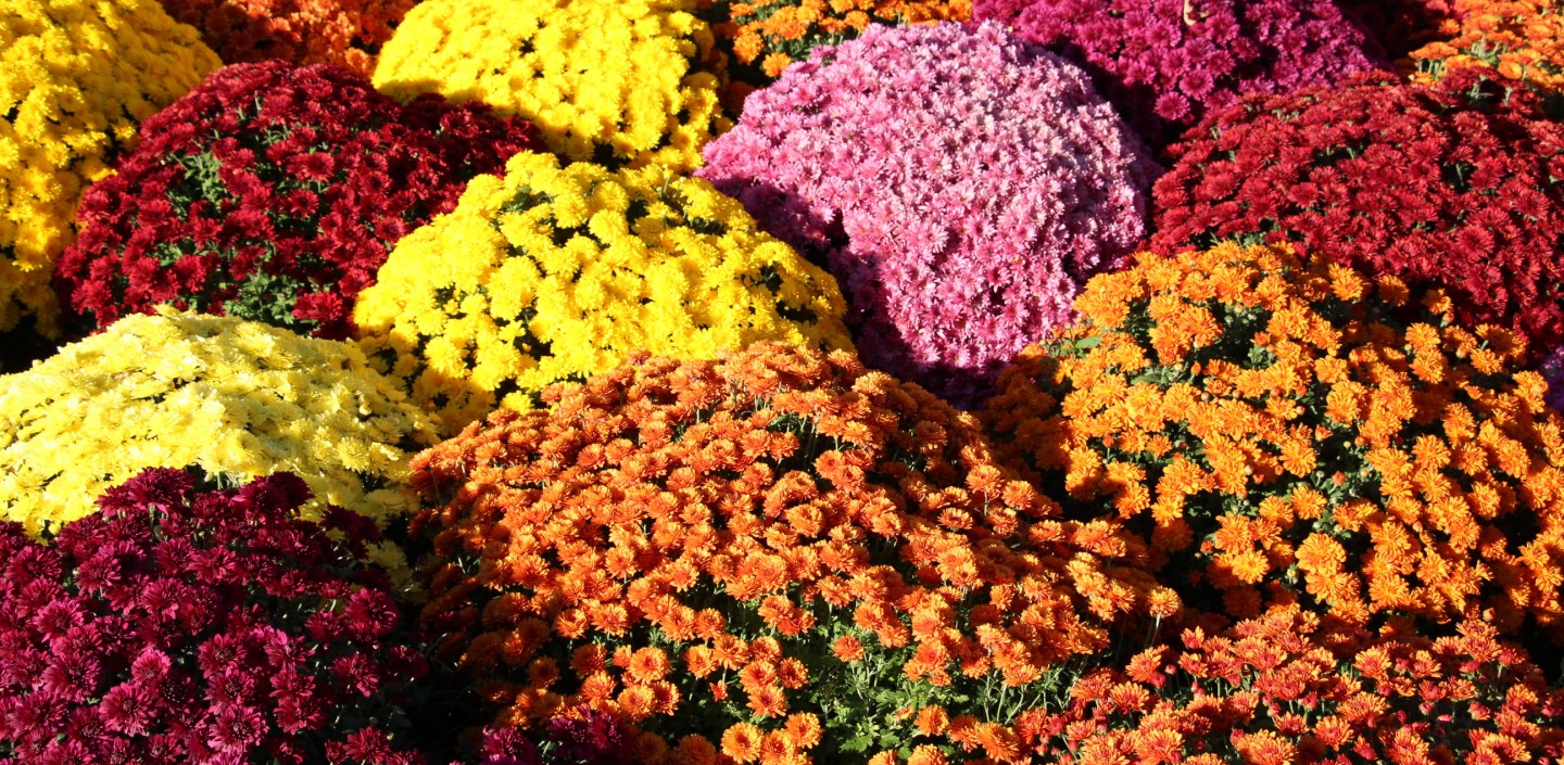Pots of marigolds