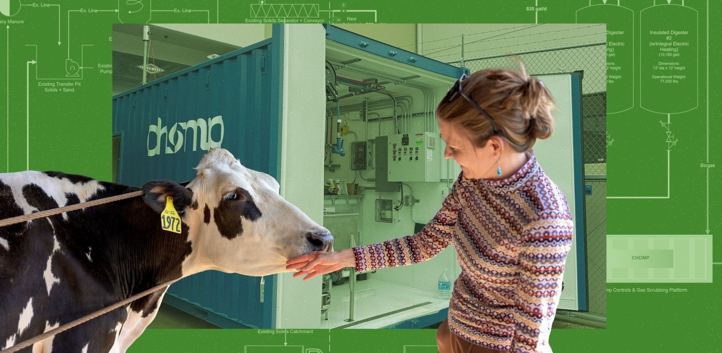 person with a cow
