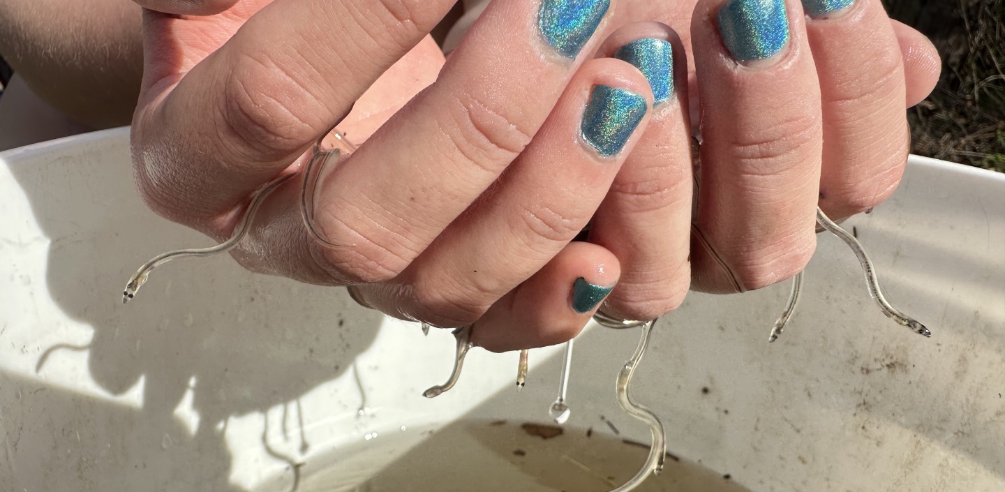 Photograph of two hands with blue painted nails cupping several small translusent glass eels above a white bucket filled with water.