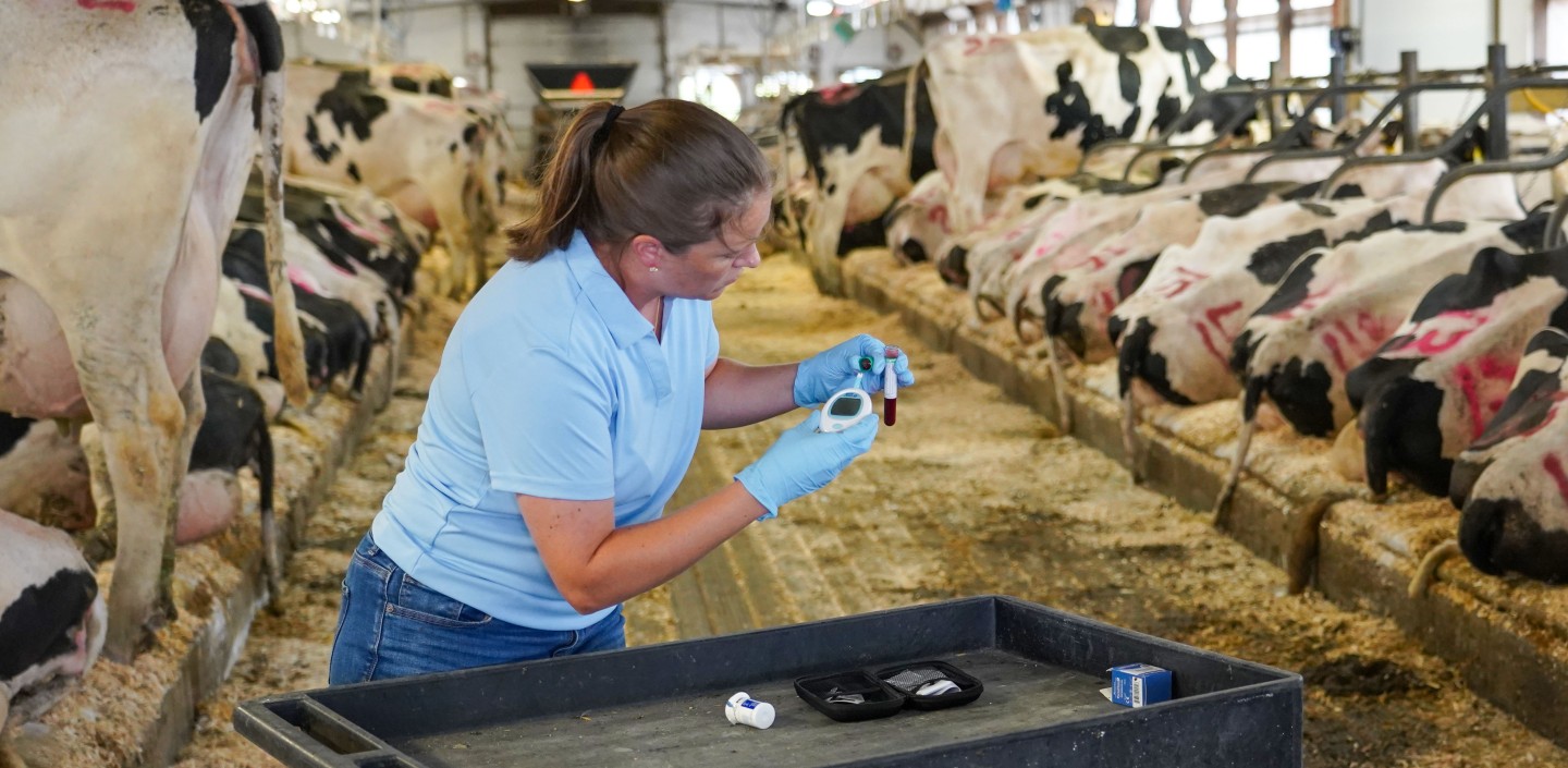 a woman holds a ketone meter up to a vial of blood in a dairy barn