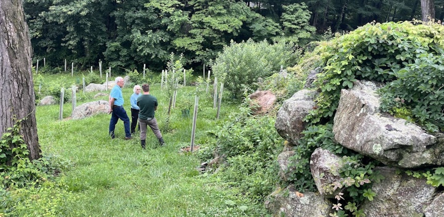 Photograph of two people looking at newly planted trees in tree tubes with a large rock retaining wall on their right side.