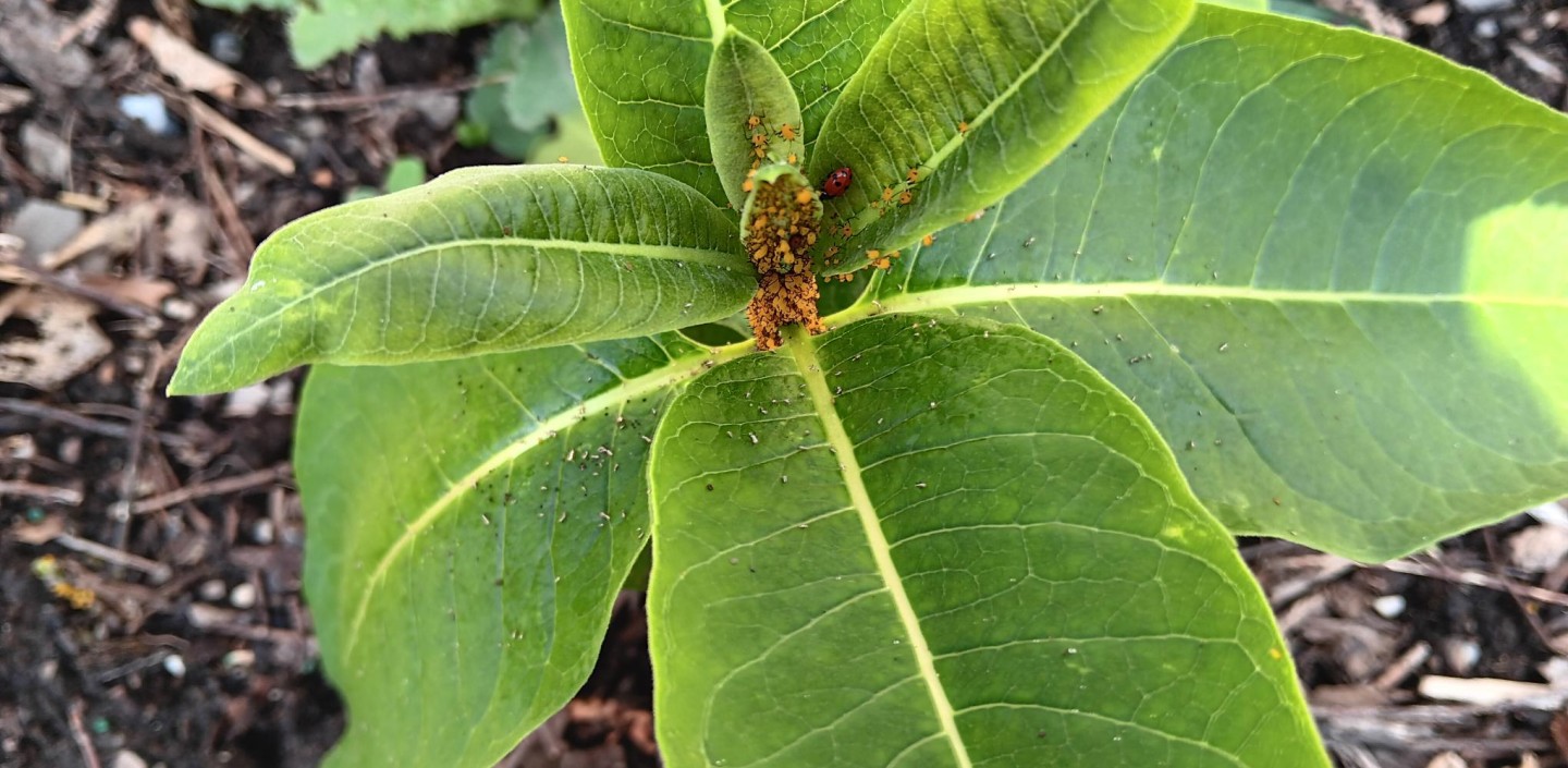 Aphids