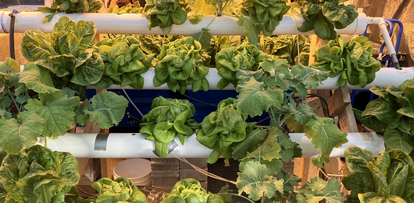 CALS Greenhouses