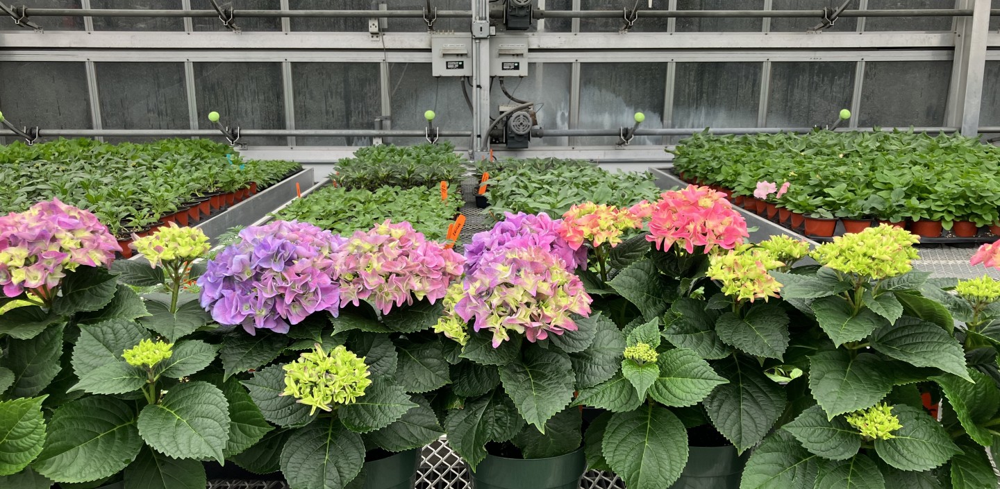 CALS Greenhouses