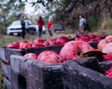 Bins of red apples, people and trees in the background