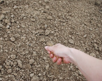 hand sowing seeds