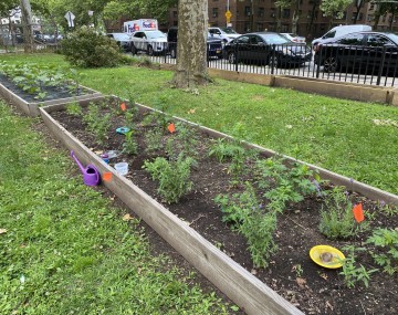 seedlings in a flower bed