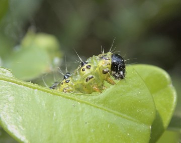 green caterpillar with black head eating green leaf