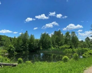 A pond surrounded by trees with blue sky and clouds on a summer day