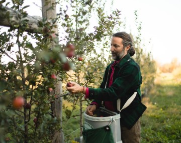 Person picking apples in an orchard