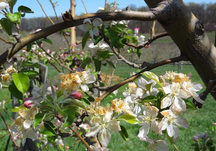 Frost-damaged apple blossoms 