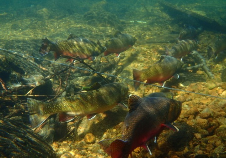 Trout swimming in a lake