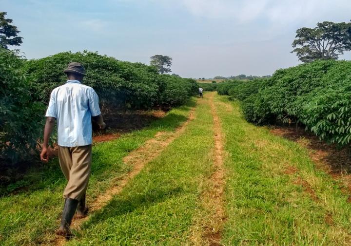 A man walking outside down a grassy lane between cassava fields 