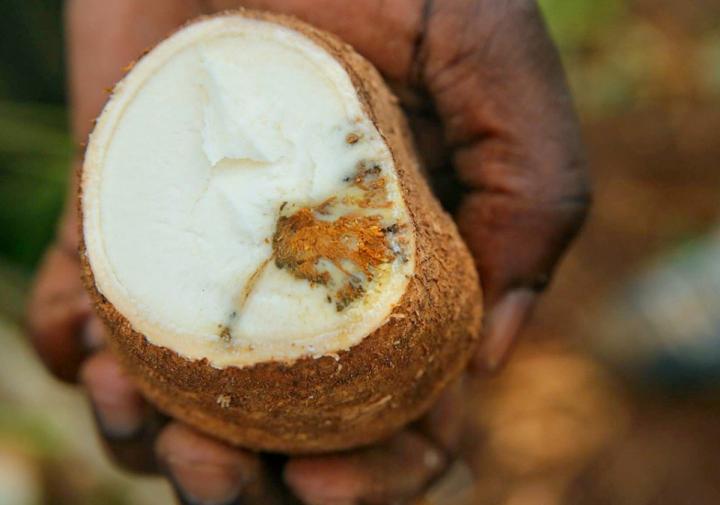 An up close picture of a white vegetable with brown skin being held